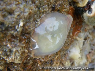 Small, dull temperate sea squirt adhered to rock.